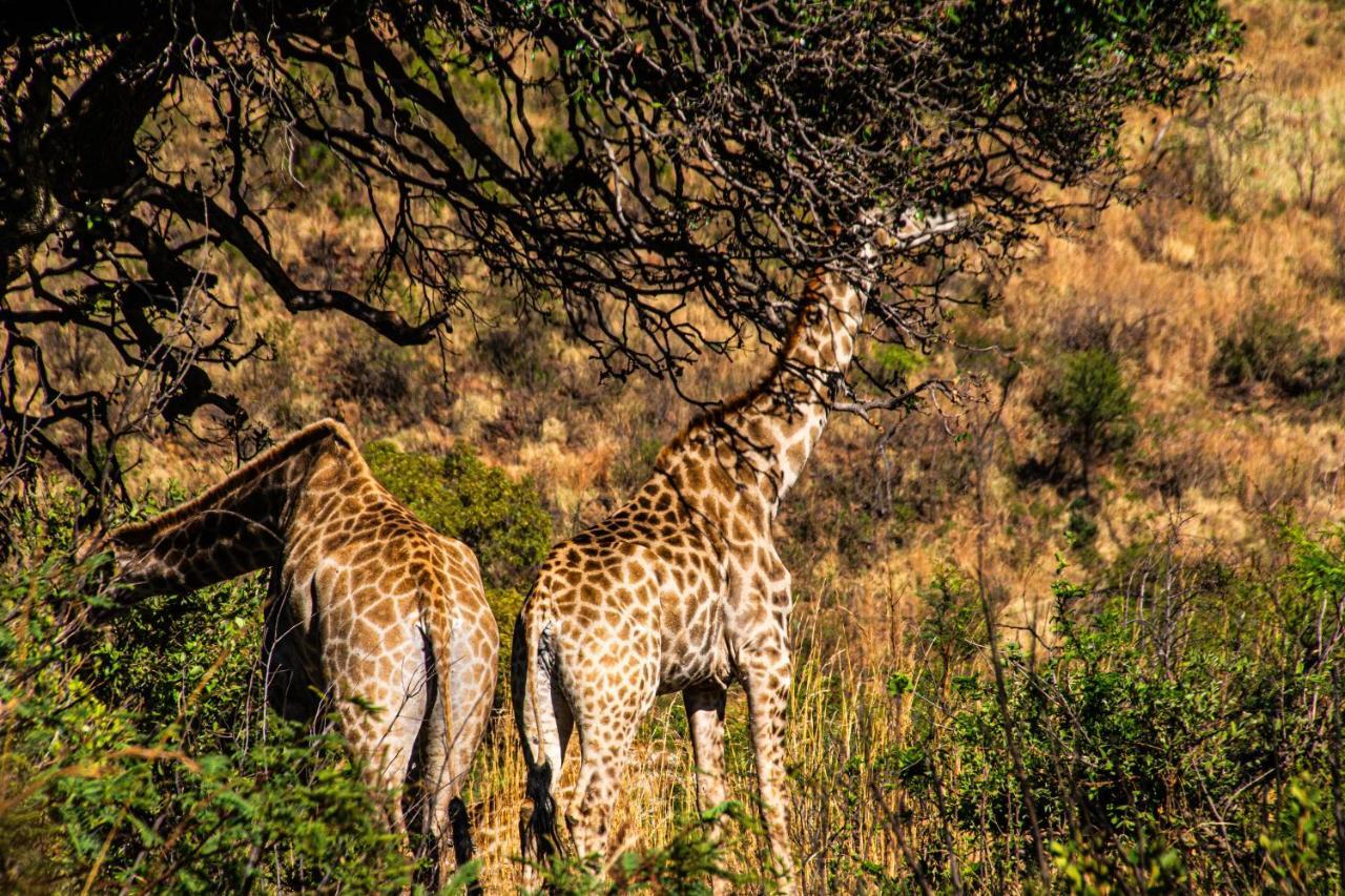 Tented Adventures Pilanesberg Exteriör bild