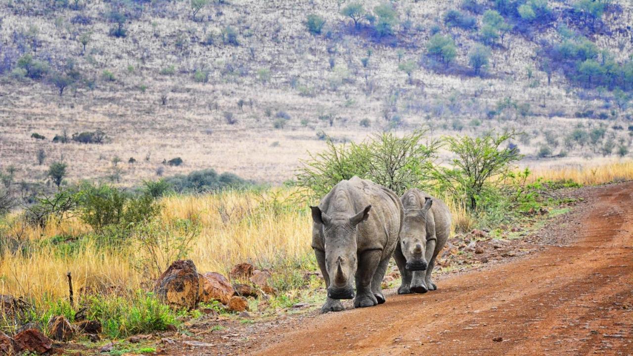 Tented Adventures Pilanesberg Exteriör bild