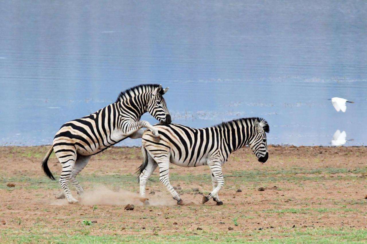 Tented Adventures Pilanesberg Exteriör bild